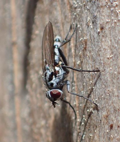 Réf. 325 378 : Eustalomyia hilaris